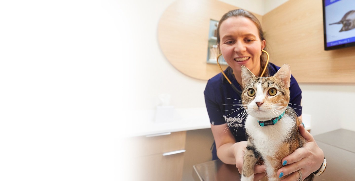 A veterinary professional caring for a cat