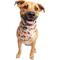 Show in main carousel: Pet Krewe Worst Costume Ever Reversible Bandana Dog Costume slide 4 of 7