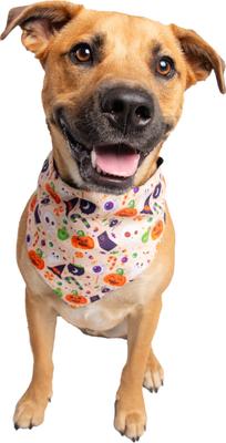 Show full view: Pet Krewe Worst Costume Ever Reversible Bandana Dog Costume slide 4 of 7