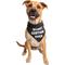 Show in main carousel: Pet Krewe Worst Costume Ever Reversible Bandana Dog Costume slide 3 of 7
