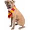 Show in main carousel: Pet Krewe Hipster Wizard Scarf Dog Costume, Red/Yellow slide 3 of 9