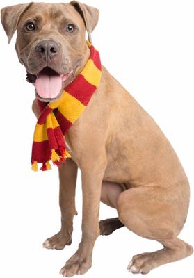 Show full view: Pet Krewe Hipster Wizard Scarf Dog Costume, Red/Yellow slide 3 of 9