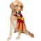 Show in main carousel: Pet Krewe Hipster Wizard Scarf Dog Costume, Red/Yellow slide 2 of 9