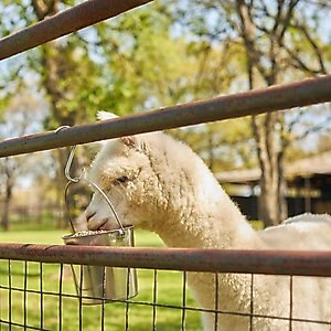 Mazuri Alpaca Complete Life Alpaca Food, 40-lb bag