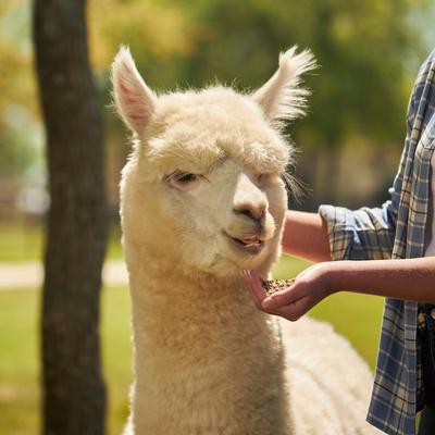 Show full view: Mazuri Alpaca Care Crumbles Alpaca Food, 40-lb bag slide 4 of 9