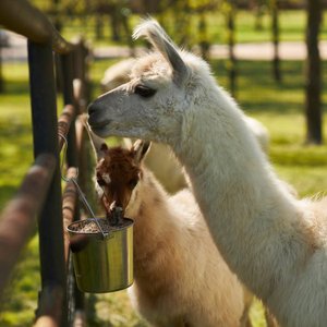 Mazuri Alpaca & Llama Maintenance Alpaca & Llama Food, 50-lb bag