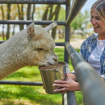 Show full view: Mazuri Alpaca Performance Alpaca Food, 40-lb bag slide 4 of 10