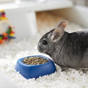 Mazuri Chinchilla Food, 2.5-lb bag