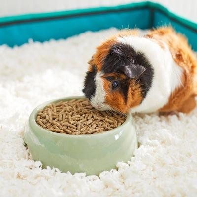 Show full view: Mazuri Timothy-Based Guinea Pig Food, 25-lb bag slide 4 of 11
