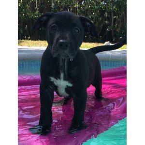 Lazy Dog Lounger Water Raft Dog Toy, Pink, Large