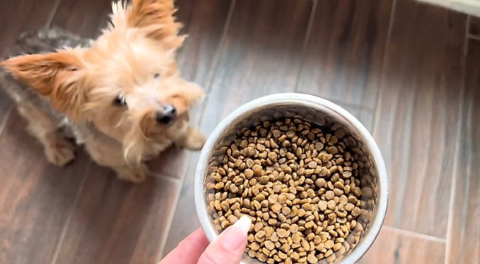 Health Extension Little Bites Chicken & Brown Rice Recipe Dry Dog Food
