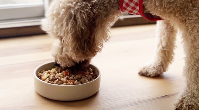 Health Extension Gently Cooked Chicken & Pumpkin Recipe Wet Dog Food, 9-oz pouch