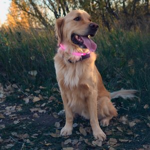 Nite Ize NiteHowl Rechargeable LED Dog Safety Necklace, Tie Dye Pink, 12 to 27-in neck