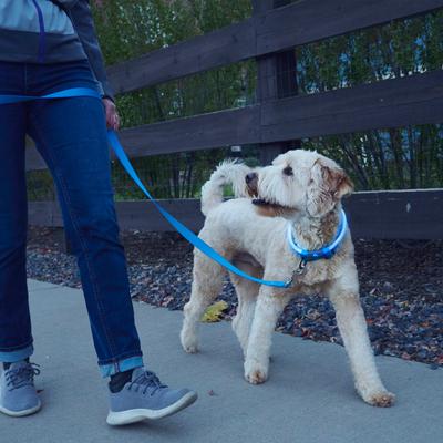 Show full view: Nite Ize NiteHowl Rechargeable LED Dog Safety Necklace, Blue, 12 to 27-in neck slide 5 of 10