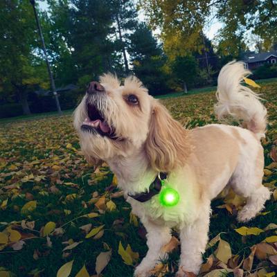 Show full view: Nite Ize SpotLit Rechargeable LED Dog Collar Light, Lime slide 4 of 10