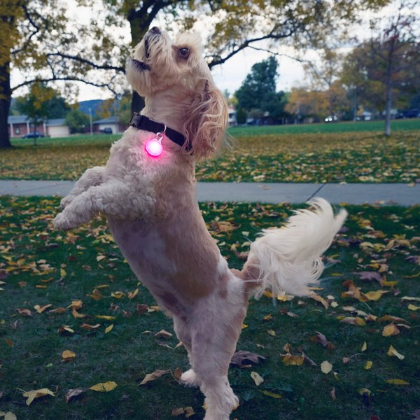 Show full view: Nite Ize SpotLit Rechargeable LED Dog Collar Light, Pink slide 8 of 10