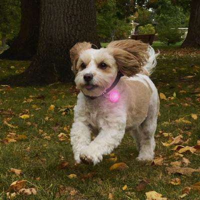 Show full view: Nite Ize SpotLit Rechargeable LED Dog Collar Light, Pink slide 2 of 10