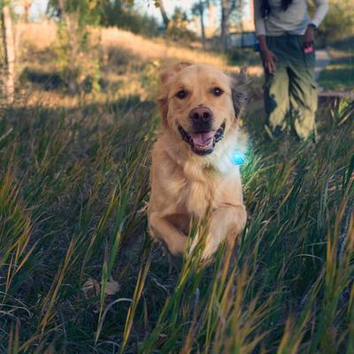 Show full view: Nite Ize SpotLit Rechargeable LED Dog Collar Light, Blue slide 6 of 10