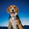 Show in main carousel: Nite Ize SpotLit LED Disc-O Select Dog Collar Light slide 7 of 11