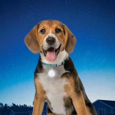 Show full view: Nite Ize SpotLit LED Disc-O Select Dog Collar Light slide 7 of 11