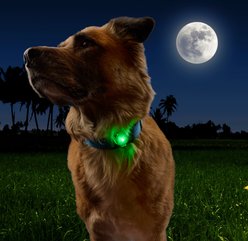 Nite Ize NiteDog Disc-O Tech Rechargeable LED Dog Collar Light