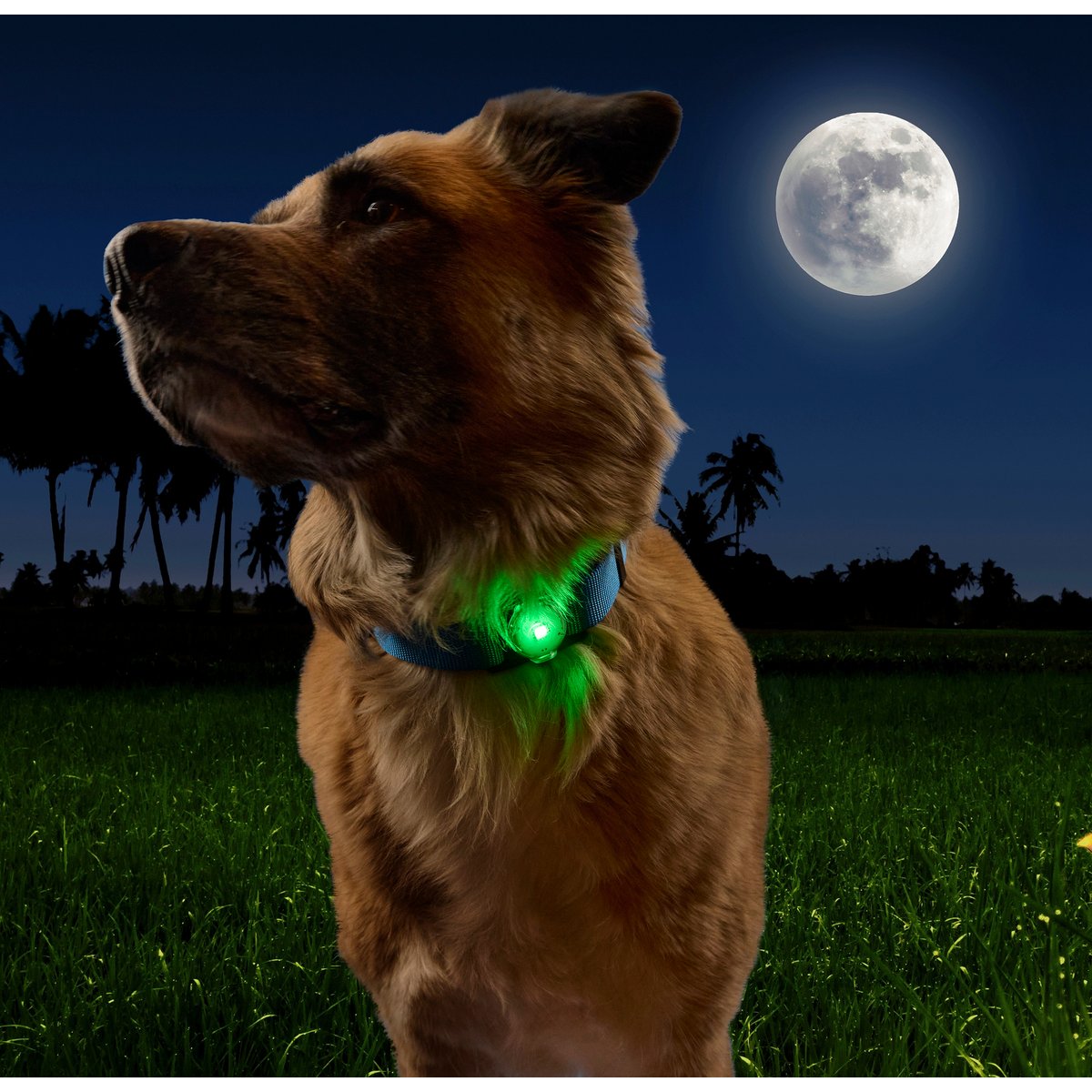 Nite Ize NiteDog Disc-O Tech Rechargeable LED Dog Collar Light