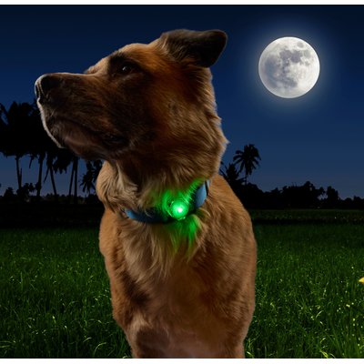 Nite Ize Nite Ize NiteDog Disc-O Tech Rechargeable LED Dog Collar Light
