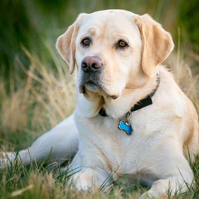 Show full view: Nite Ize MicroLink ID Tag Carabiner Dog Collar Accessory, 2 count slide 7 of 9