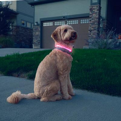 Show full view: Nite Ize NiteHowl Rechargeable LED Dog Safety Necklace, Tie Dye Pink, 12 to 27-in neck slide 2 of 10