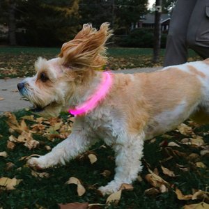Nite Ize NiteHowl Rechargeable LED Dog Safety Necklace, Tie Dye Pink, 12 to 27-in neck