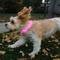 Show in main carousel: Nite Ize NiteHowl Rechargeable LED Dog Safety Necklace, Tie Dye Pink, 12 to 27-in neck slide 3 of 10