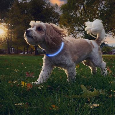 Show full view: Nite Ize NiteHowl Rechargeable LED Dog Safety Necklace, Blue, 12 to 27-in neck slide 8 of 10