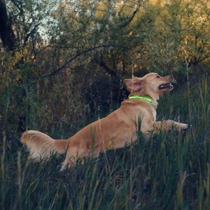 Nite Ize NiteHowl Rechargeable LED Dog Safety Necklace, Green, 12 to 27-in neck