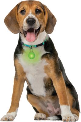 Show full view: Nite Ize SpotLit Rechargeable LED Dog Collar Light, Lime slide 9 of 10