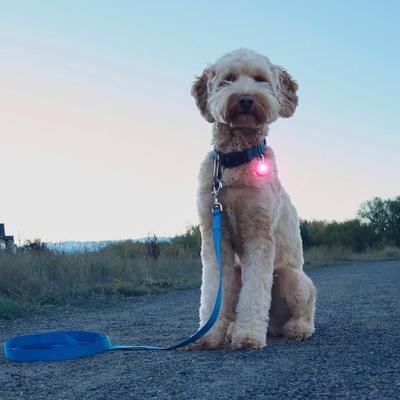 Show full view: Nite Ize SpotLit Rechargeable LED Dog Collar Light, Pink slide 5 of 10