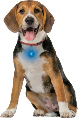 Show full view: Nite Ize SpotLit Rechargeable LED Dog Collar Light, Blue slide 9 of 10