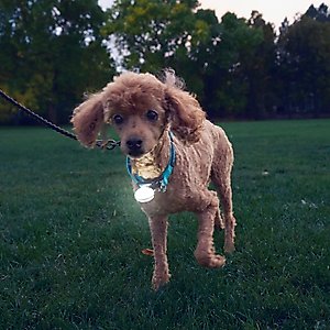 Nite Ize SpotLit Rechargeable LED Dog Collar Light, White