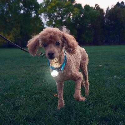 Show full view: Nite Ize SpotLit Rechargeable LED Dog Collar Light, White slide 7 of 10