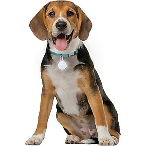 Nite Ize SpotLit Rechargeable LED Dog Collar Light, White