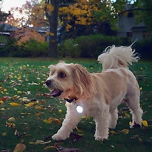 Nite Ize SpotLit Rechargeable LED Dog Collar Light, White