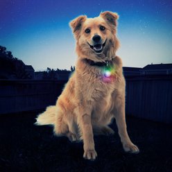 Nite Ize SpotLit LED Disc-O Select Dog Collar Light