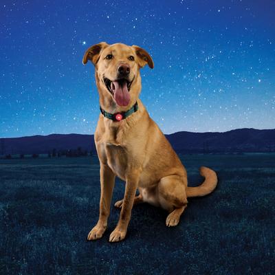 Show full view: Nite Ize NiteDog Disc-O Tech Rechargeable LED Dog Collar Light slide 6 of 10