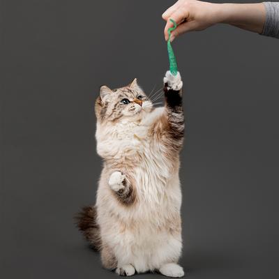 Show full view: Playology Lizards with Bugs Cat Toy with Catnip, 2 count + Minnows Cat Toy with Catnip, 2 count slide 9 of 10