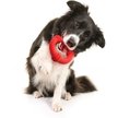 Show in main carousel: Playology Beef Scented Young & Active Teething Nub Ring Dog Toy, Medium slide 3 of 8