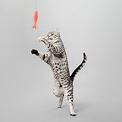 Playology Jellyfish Teaser Cat Toy + Snake & Fish Teaser Cat Toy slide 2 of 9