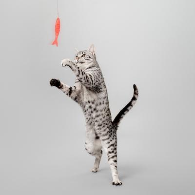 Show full view: Playology Snake & Fish Teaser Cat Toy slide 4 of 7