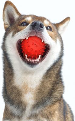 Show full view: Playology Beef Scented Spiky Squeaky Ball Dog Toy, Medium slide 3 of 8