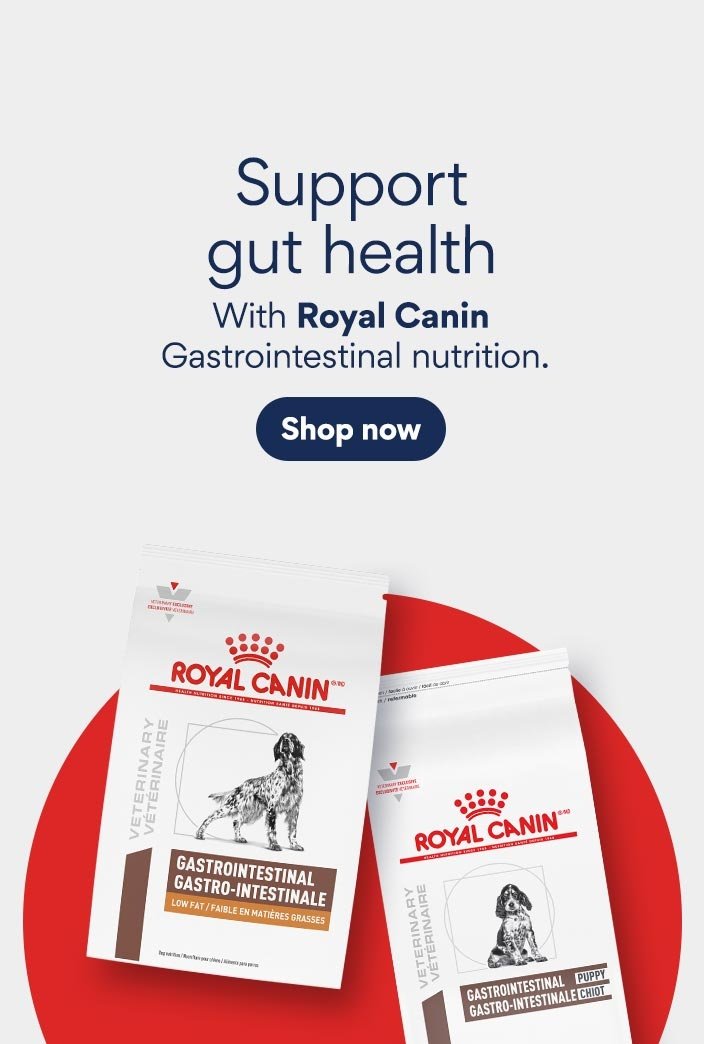 Support gut health with Royal Canin gastrointestinal nutrition.