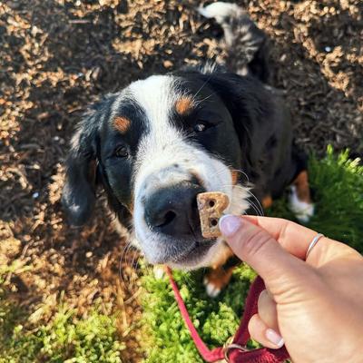 Show full view: Bocce's Bakery Say Moo Beef & Cheddar Recipe Soft & Chewy Dog Treats, 6-oz bag + Sunday Roast Chicken & Pumpkin Recipe Soft & Chewy Dog Treats, 6-oz bag slide 9 of 9