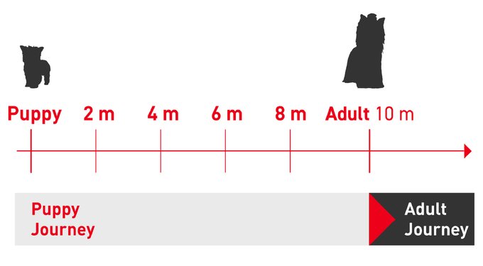 Royal Canin Breed Health Nutrition Yorkshire Terrier Adult Dry Dog Food